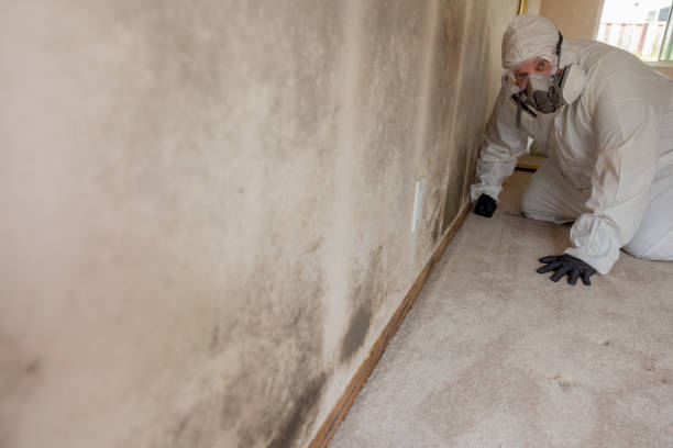 Best Mold Removal for HVAC Installations  in USA